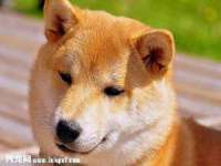 安徽杰盼电子商务有限公司
